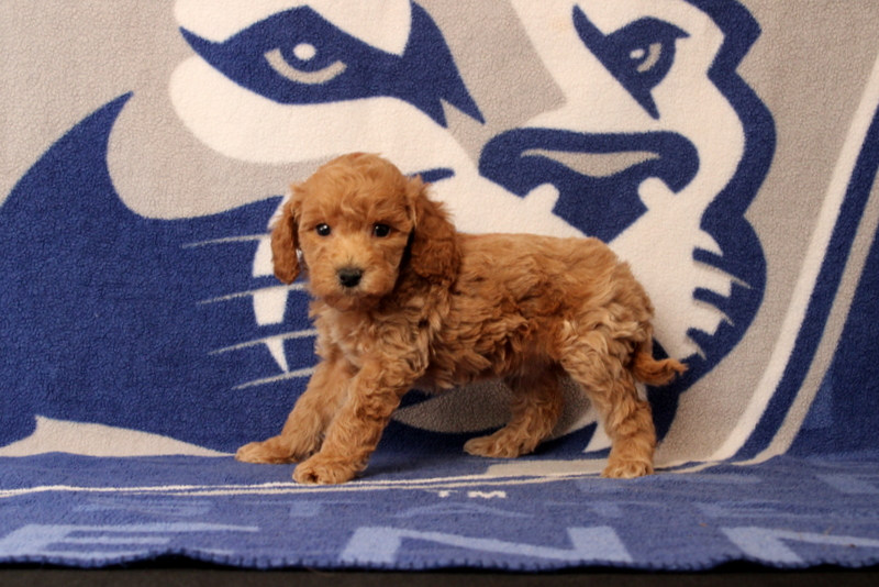 puppy, for, sale, Mini Goldendoodle F1B, Matthew B. Stoltzfus, dog, breeder, Gap, PA, dog-breeder, puppy-for-sale, forsale, nearby, find, puppyfind, locator, puppylocator, aca
